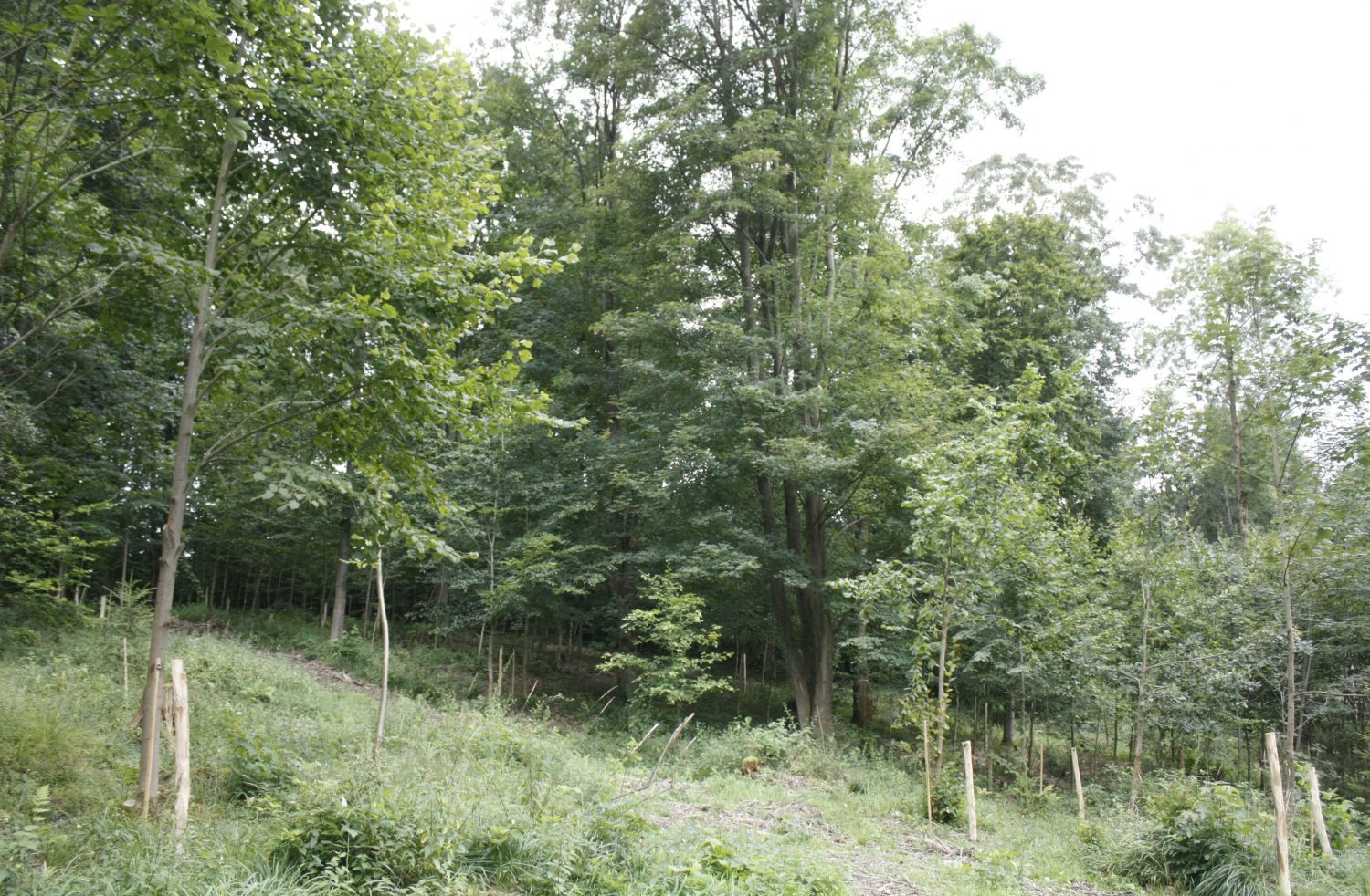 Bäume im Wald- und Naturfriedhof Saale-Orla