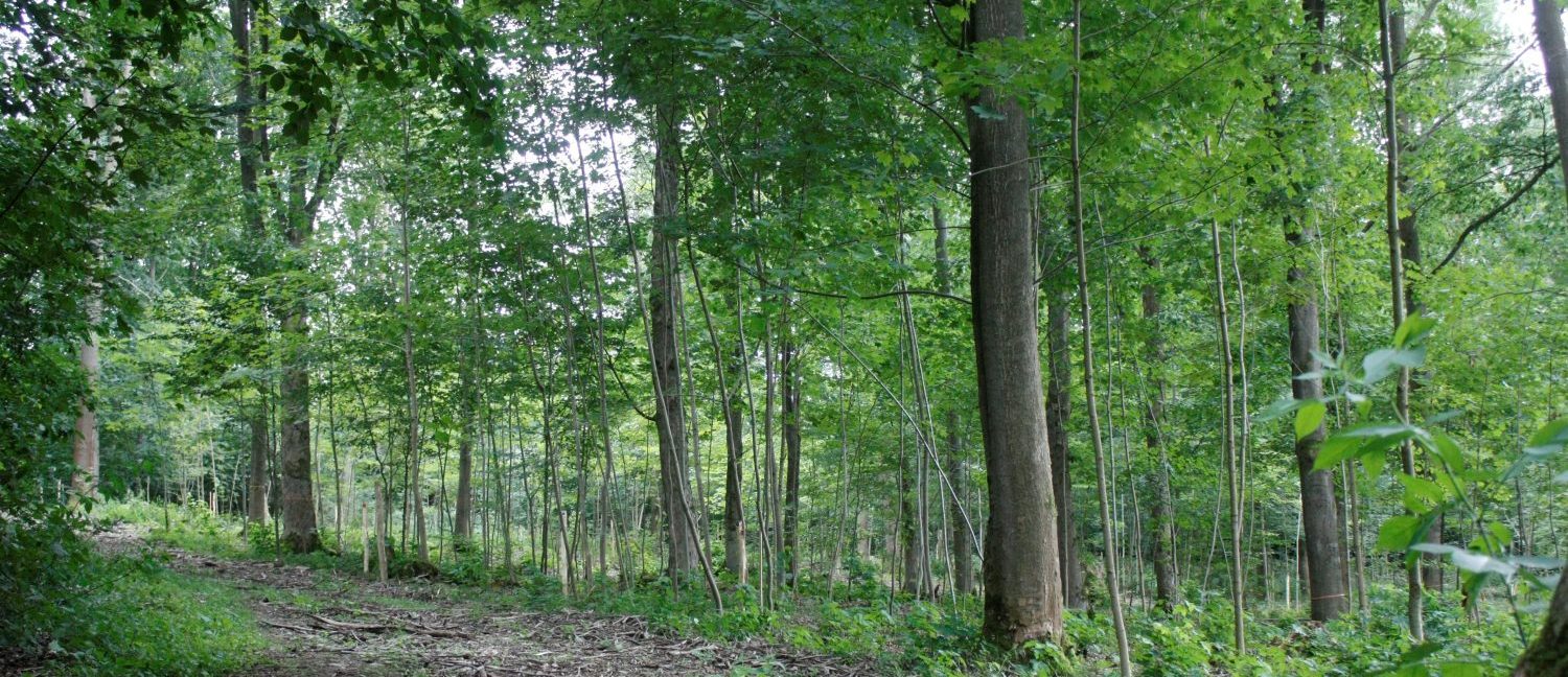 Bäume im Waldfriedhof nahe Schleiz